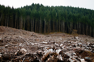 Oregon clearcutting