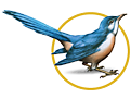 3d graphics bird