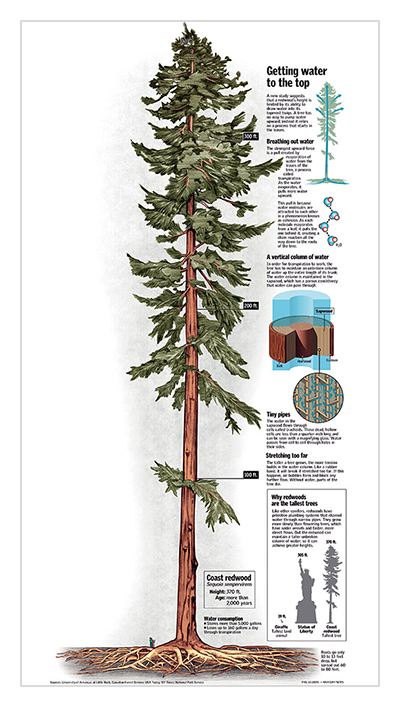 Redwood graphic