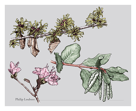 Migratory birds detail